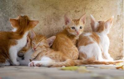 Зоозащитники выступают за стерилизацию кошек - vkcyprus.com - Кипр