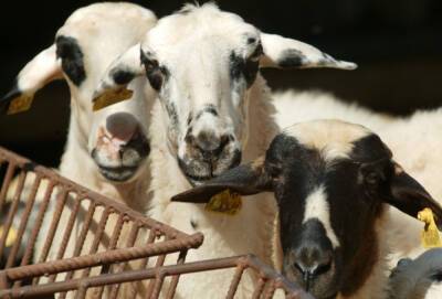 Костас Кадис - 9 млн евро на поддержку животноводов - kiprinform.com