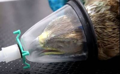 Жители Пахны спасли раненого орла - vkcyprus.com