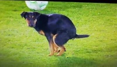 Собака нагадила на поле перед матчем "Партизана" и "Анортосиса" в Белграде - cyprusbutterfly.com.cy - Кипр - Москва - Белград