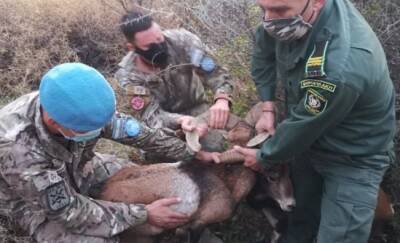 Миротворцы ООН спасли двух муфлонов - vkcyprus.com - Кипр