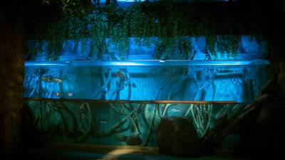 В зоопарке Лимассола открывается новый аквариум - cyplive.com