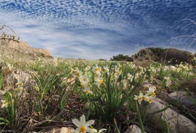 Декабрь — время цветения нарциссов на Кипре - cyprusnews.online - Кипр