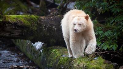 Гринписовцы перепутали гризли-​альбиноса с белым медведем и отправили его на Северный Полюс - cyplive.com - Канада