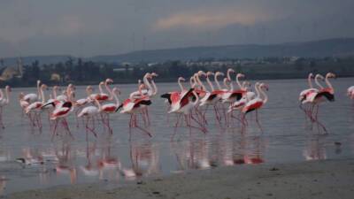 Стая фламинго у солёного озера Ларнаки - rumedia24.com
