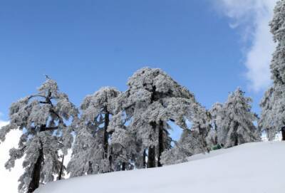 На вершинах Троодоса — до 40 сантиметров снега (фото и видео) - cyprusnews.online - Кипр