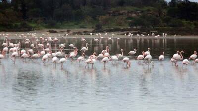 Стаи фламинго прилетели в Ларнаку после дождей - cyplive.com - Кипр