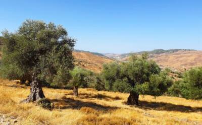Священные оливковые деревья Саламиу - vkcyprus.com - Кипр