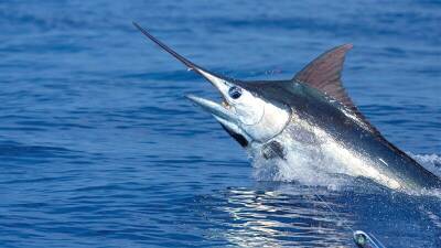 Кипр ввел запрет на вылов меч-рыбы в течение первых трех месяцев 2022 года - cyplive.com - Кипр - 2022 Года