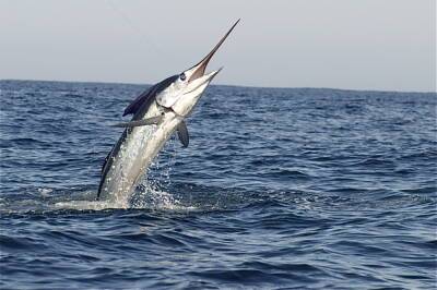 Запрет на вылов рыбы-меч на Кипре - rumedia24.com - Кипр