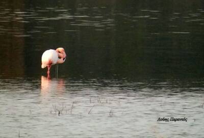 На озере Алики застрял фламинго с леской на шее и ноге (видео) - cyprusnews.online