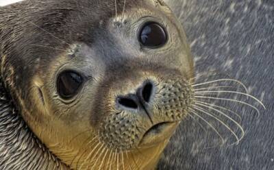 Власти просят не тревожить тюленей - vkcyprus.com