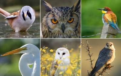 BirdLife Cyprus проведет онлайн-трансляцию о жизни перелетных птиц - vkcyprus.com - Кипр