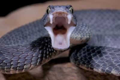 Осторожно, змеи! Засуха сделала кипрских змей агрессивными - cyprusbutterfly.com.cy - Кипр