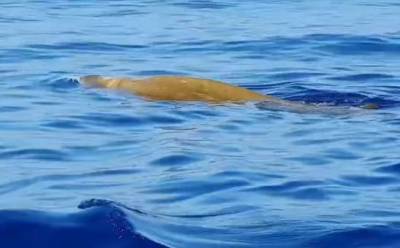 У берегов Кипра заметили китов-клюворылов - vkcyprus.com - Кипр - Ларнаки