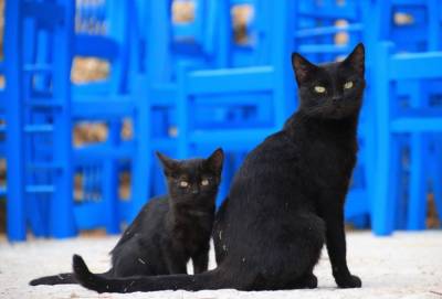 Власти Кипра возобновили программу стерилизации бездомных кошек - russiancyprus.news - Кипр