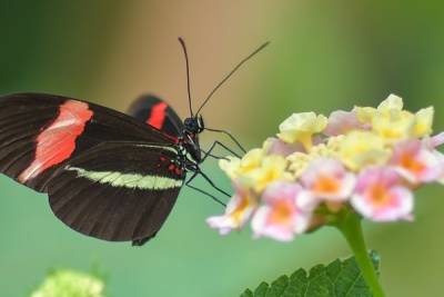 Погода на 6 июня - cyprusbutterfly.com.cy