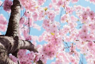 Костас Кадис - На Кипре создадут японский сад сакуры - cyprusnews.online - Кипр - Япония - деревня Кампос