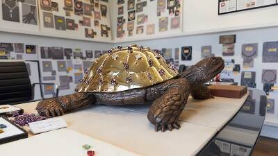 На Кипре появится музей черепах - cyplive.com - Кипр - деревня Инья