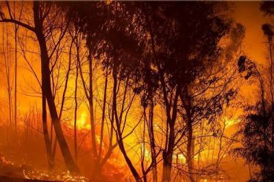 Никос Нурис - Пепел и апокалипсис. Разрушительный пожар на Кипре унес жизни четырех человек - cyprusbutterfly.com.cy - Кипр - Египет