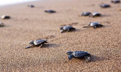 На пляже Кити родились черепахи Caretta Caretta (ВИДЕО) - rumedia24.com - Кити