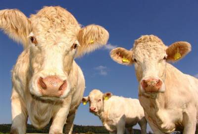 Кипрский фермер украл у конкурента трех коров - evropakipr.com - Кипр