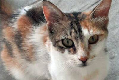 В деревне Эргатес жестоко убита кошка - evropakipr.com - Кипр - Никосия