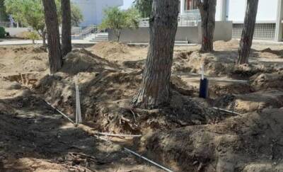 На территории начальной школы Пафоса незаконно вырубили деревья - vkcyprus.com - Пафос
