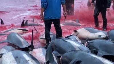 В ходе традиционной охоты на Фарерских островах погибло более 1400 дельфинов - kiprinform.com - Дания - Фарерские Острова