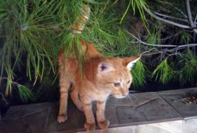 3 октября во дворах двух храмов на Кипре будут освящать домашних животных - cyprusnews.online - Кипр