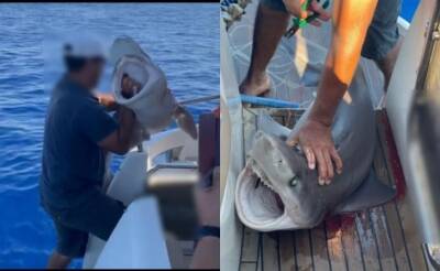 В Ларнаке поймали акулу - kiprinform.com