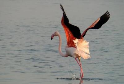 Фламинго освобожден от веревки! (фото и видео) - cyprusnews.online - Кипр