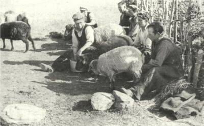 Передвижные «фермы». Кипрские пастухи прошлого - vkcyprus.com - Кипр