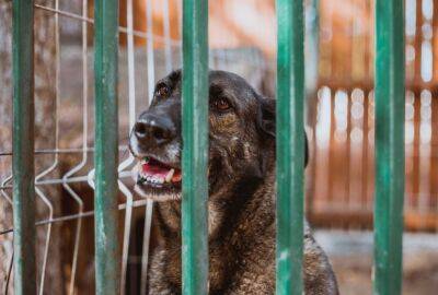 В Клавдии будет создан приют для бездомных собак с территории муниципалитетов Ларнаки - evropakipr.com - Кипр - Ларнака