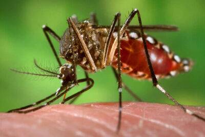 Ларнака стала рассадником опасных комаров вида Aedes aegypti - cyprusbutterfly.com.cy - Кипр - Ларнаки