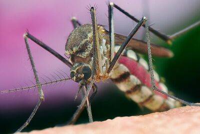 На Кипре обнаружен опасный комар по кличке Тигр - cyprusbutterfly.com.cy - Кипр - Греция - Австралия