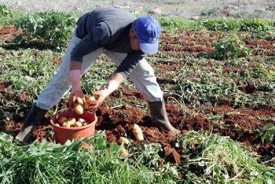 На Кипре снова выросли цены на картофель - cyprusbutterfly.com.cy - Кипр