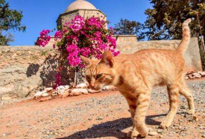 Костас Кадис - С 2017-го по 2021 год на Кипре стерилизовано 7287 котов и кошек - russiancyprus.news - Кипр
