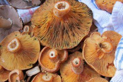 Грибников предупредили о правилах сбора грибов и рисках для их здоровья - cyprusbutterfly.com.cy - Кипр