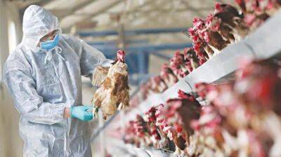 Около 1 000 птиц, больных птичьим гриппом, будут забиты во вторник - kiprinform.com