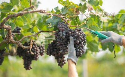 На Кипре появится профсоюз виноградарей? - vkcyprus.com - Кипр - Евросоюз
