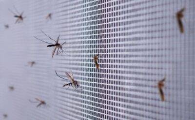 Михалис Хаджипантел - Кипр активизирует борьбу с комарами - vkcyprus.com - Кипр