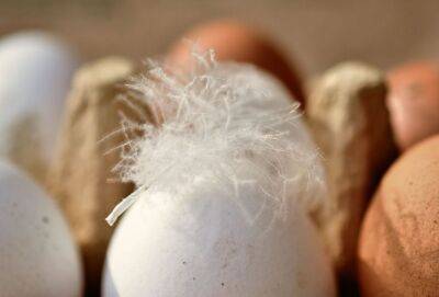 На Кипре нехватка куриных яиц в магазинах: максимум 30 штук — в одни руки - russiancyprus.news - Кипр