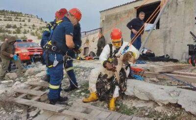В Кало Хорио собаки спасены из скотомогильника - vkcyprus.com
