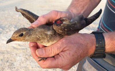 На водохранилище Ахны убита редкая птица - vkcyprus.com - Кипр - Казахстан