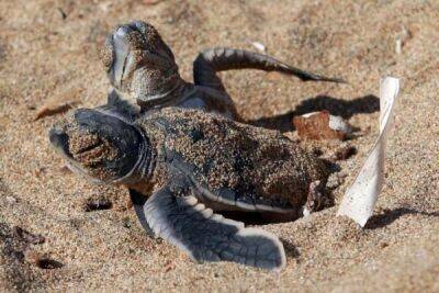 На Кипре увеличилась популяции морских черепах - cyprusbutterfly.com.cy - Кипр - Англия