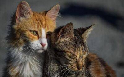 Костас Кадис - Стерилизация бездомных кошек выходит на новый уровень - vkcyprus.com - Кипр