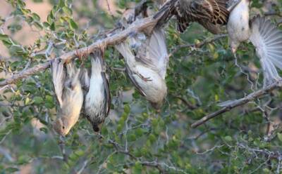 Охотничье хозяйство поощряет браконьеров? - vkcyprus.com - Кипр
