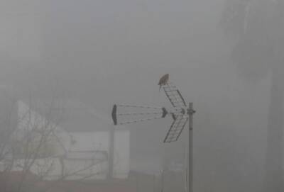 Утром 23 февраля столицу Кипра окутал густой туман - cyprusnews.online - Кипр - Никосия