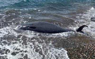 Загадочное животное выбросило на берег у Пафоса - vkcyprus.com - Кипр